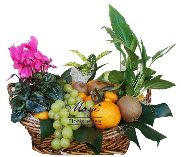 Cesta de frutas con plantas. - Foto principal