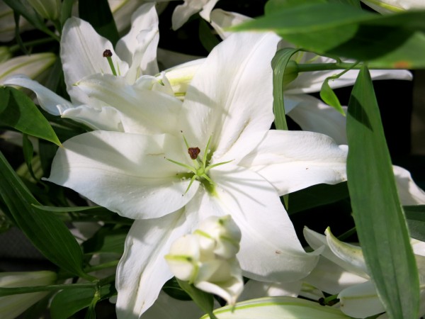 Lilium Oriental 5 tallos. - Foto 4