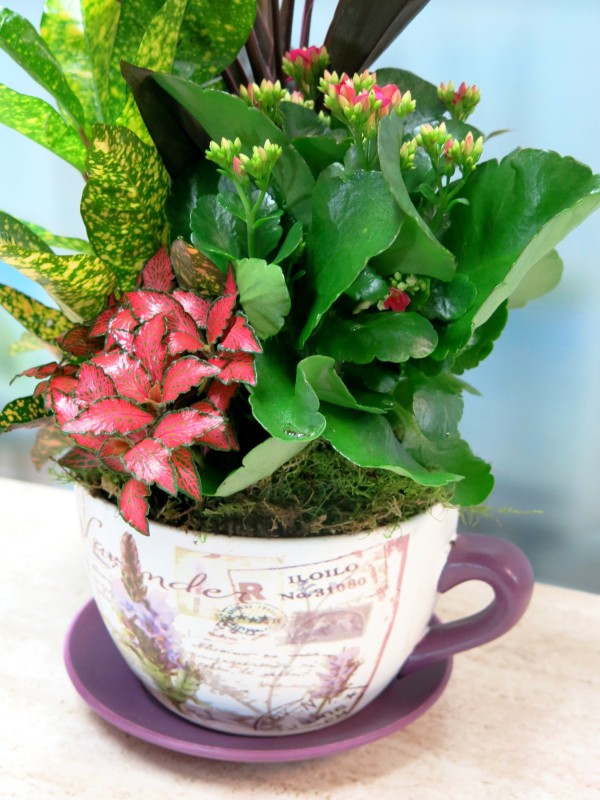 Set of plants in ceramic cup - Foto 3